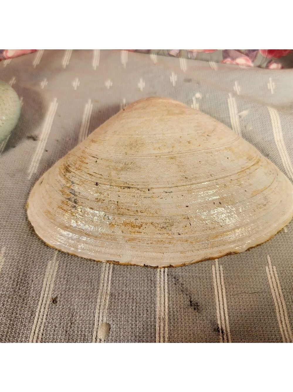 DECOUPAGE CLAM SHELL DECOUPAGE BLUE PATTERN ON A CLAM SHELL TRINKET DISH - Picture 11 of 11